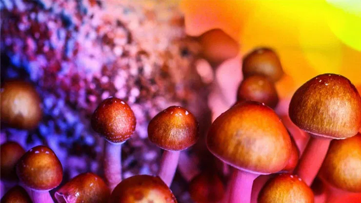 3 Best Psychedelic Stocks To Buy