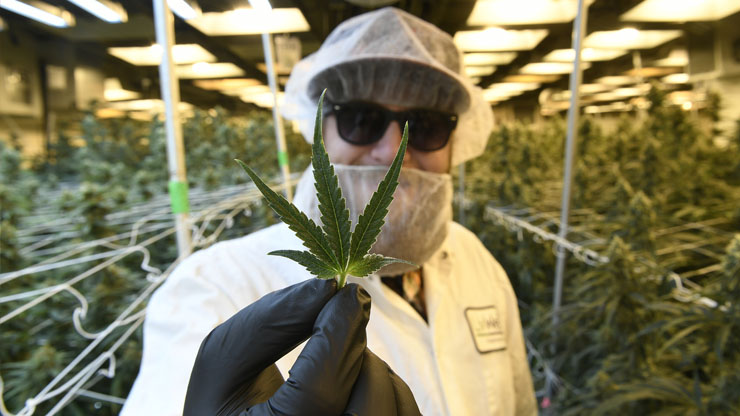 3 Best Cannabis Stocks To Buy