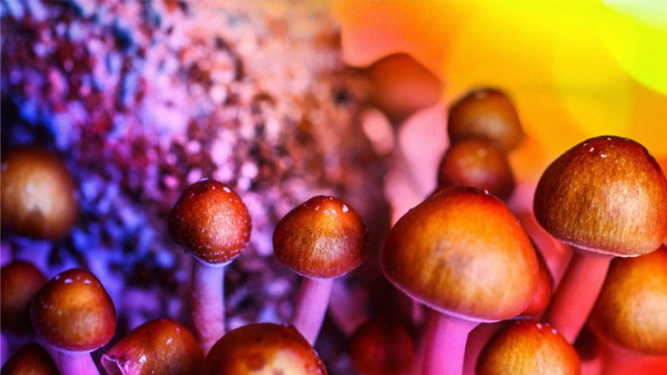 3 Best Psychedelic Stocks To Buy