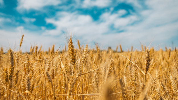 Investing in wheat stocks